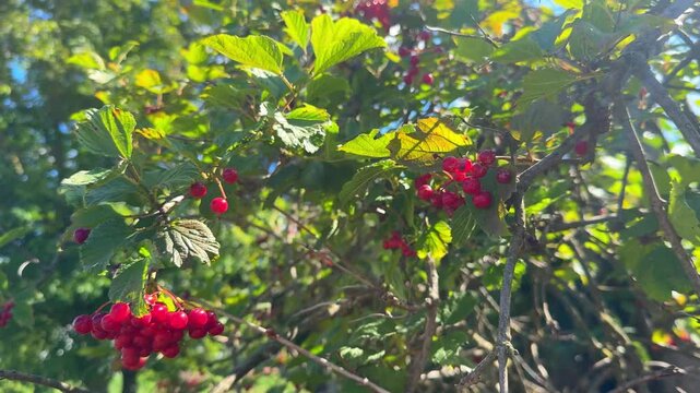 Viburnum red berries on a green fluffy tree with leaves sway in the wind on a bright sunny summer day