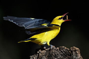 Don't play with the food! (golden oriole / oropendula)