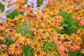 Dainty yellow and rusty orange Helenium ‘Loysder Wieck’, sneezweed, in flower.