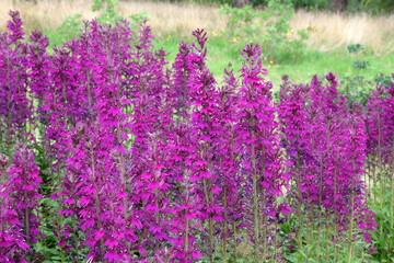 Naklejka premium Deep purple Lobelia speciosa ‘Hadspen Purple’ in flower.