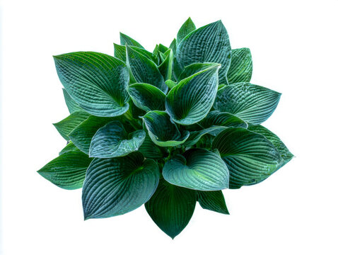 Fototapeta Lush green hosta plant with textured leaves isolated on white background showcasing vibrant foliage and natural pattern for gardening and nature themes