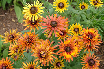 Orange and yellow mixed Rudbeckia hirta ‘Chim Chiminee’, black eyed susan, in flower.