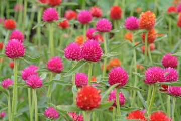 Purple and Red Gomphrena haageana, the Rio Grande globe amaranth or globe flower, in bloom.