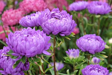 Obraz premium Purple and pink Callistephus, China aster or annual aster, in flower.
