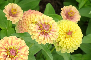 Pink, yellow and lime green Zinnia elegans, or common zinnia ‘Queen Lime Blush’ in flower.