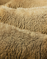 Corderos recién nacidos en una granja de Otavalo, Ecuador.