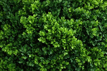 Obraz premium Close-up view of dense green foliage