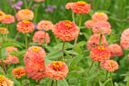 Coral pink Zinnia elegans, or common zinnia &lsquo;Oklahoma Salmon&rsquo; in flower.