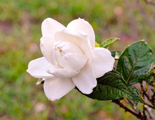 Close-up of a pristine white gardenia flower