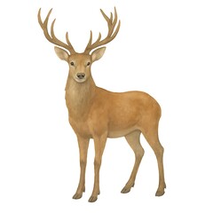 Obraz premium Majestic Red Deer Stag Standing Tall Isolated on a White Background
