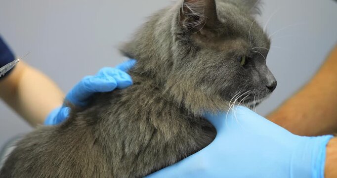 Professional veterinarian wearing protective blue gloves administering subcutaneous injection with sterile syringe to gray and white domestic cat during routine medical examination