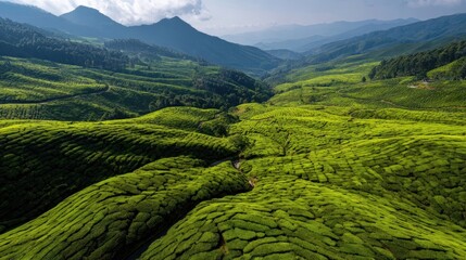 Serene Tea Plantation Landscape: Breathtaking Aerial View of Rolling Green Hills and Mountains