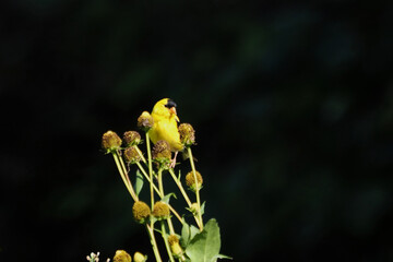Goldfinch eating flower seeds. 