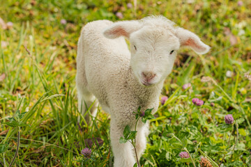 Obraz premium Corderos recién nacidos en una granja de Otavalo, Ecuador.