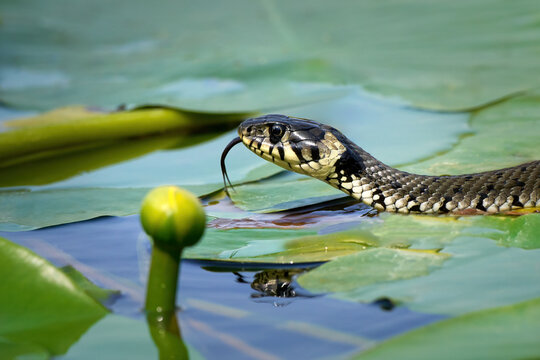Ringelnatter (Natrix natrix) Nahaufnahme vom Kopf mit z&uuml;ngelnder Zunge auf einer Wasseroberfl&auml;che mit Gelber Teichrose (Nuphar lutea) und deren Schwimmbl&auml;ttern - T&auml;lesee, Empfingen, Deutschland