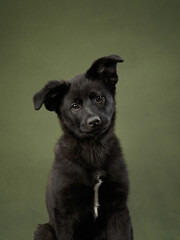 A young black puppy sitting against a green background. The dog looks curious and alert, capturing a playful yet focused demeanor.