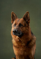 Obraz na płótnie Canvas A portrait of a German Shepherd with tan and black fur on a green background. The dog appears attentive with an alert gaze and upright ears.