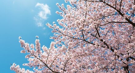 Cherry Blossoms Blooming Under a Clear Blue Sky.