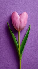 A Single Pink Tulip on Purple Background