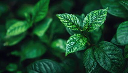 Close-up of lush green leaves