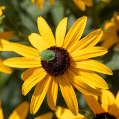 (Palomena prasina) Green Shield Bug in final-stage Nymph on a yellow Rudbeckia daisy 