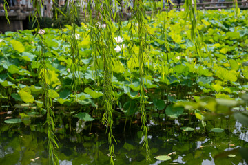 Decorative pond with white lotus or nelumbo throught willow branches in Humble Administrator's Garden, classical Chinese garden in Suzhou, Jiangsu, Gusu District, China