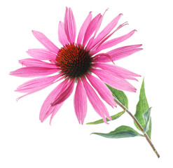 Obraz premium Beautiful pink Echinacea flower isolated on white