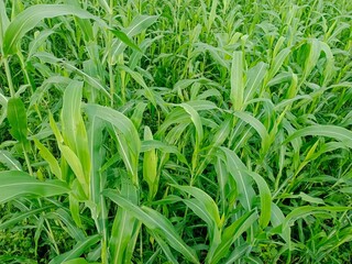 Fototapeta premium green grass with dew drops, vibrant green grass, vibrant green leaf's,rain drops on vibrant green grass, grass in field , vibrant green sorghum field 