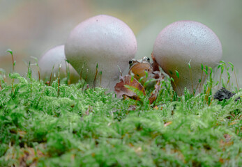 eggs in the grass