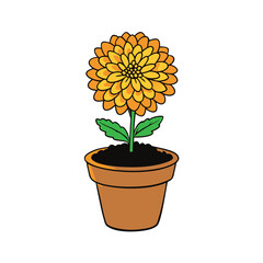 A vibrant chrysanthemum flower blooming in a pot filled with rich soil on a clean white background