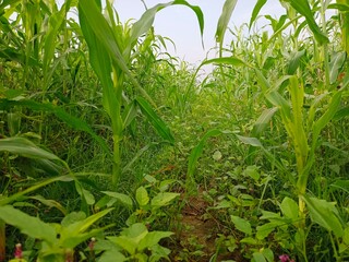 green grass with dew drops, vibrant green grass, vibrant green leaf's,rain drops on vibrant green grass, grass in field , vibrant green sorghum field 