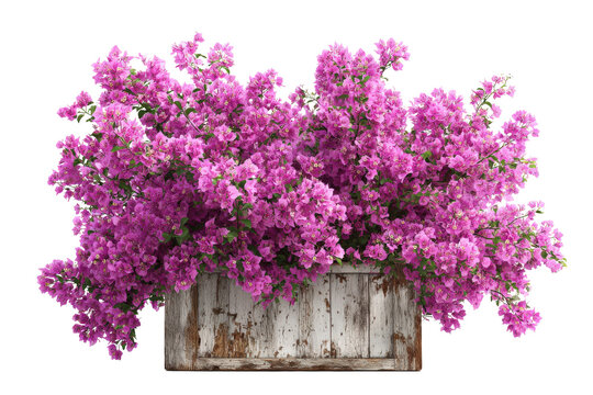Lush Pink Bougainvillea Flowers in a Rustic Wooden Planter Box.