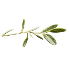 Fresh thyme herb isolated on white, detailed top-down studio capture, perfect for cooking, design, or packaging.