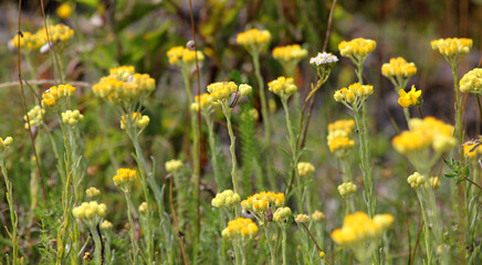 Fototapeta premium In the wild, the blooms Helichrysum arenarium