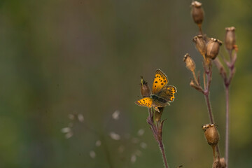 butterfly on a brown flower