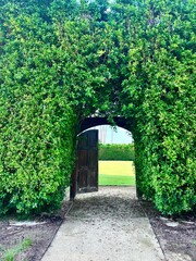 Rustic Wooden Doorway in Green Garden Hedge Opening to Lawn