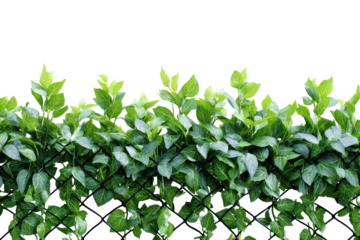 Lush green leaves growing through a black chain link fence.