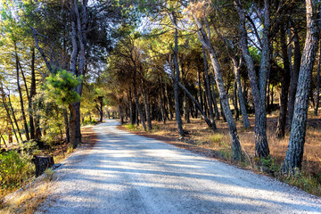 Camino entre los pinos