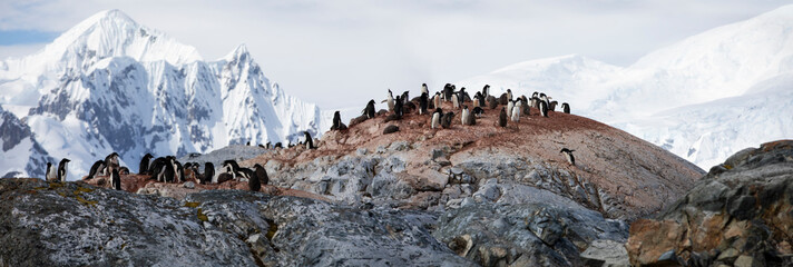 Adelie penguin colony on pleneau peninsula in Antarctica