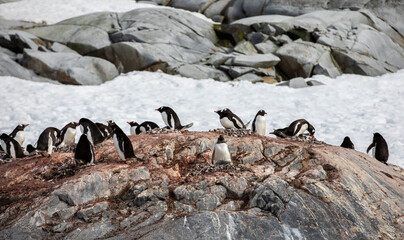 Adelie penguin colony in Yalour Islands Antarctica
