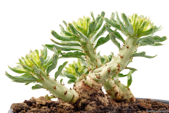 Exotic caudiciform succulent plant with thick stems.