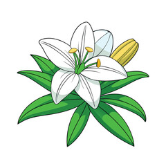 Elegant white lily with green stem and unopened buds blooming beautifully