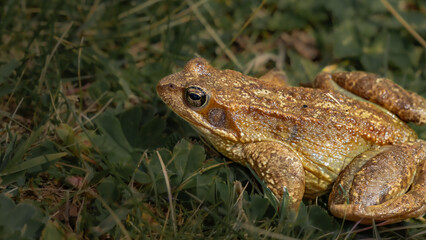 Brown frog in grass close-up