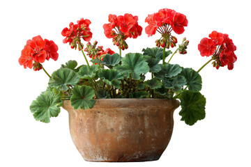 Vibrant red geranium flowers blooming in a rustic terracotta pot.
