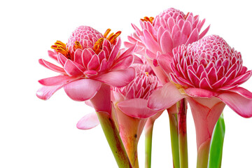 A beautiful bouquet of tropical pink torch ginger flowers.