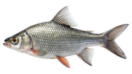 Obraz premium Freshwater roach fish swimming on a transparent background, isolated on transparent background a common species in european rivers and lakes