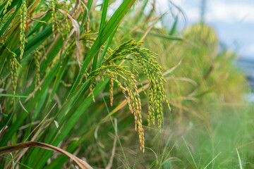 Close-up of ripe rice plants in a green paddy field, showing golden grains ready for harvest, symbolizing agriculture, nature, and food source.