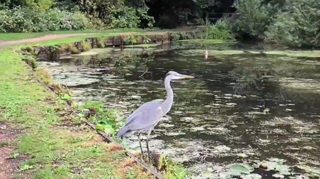 A grey Heron taking off from the bank and flying down river in slow motion showing how they use there wings in flight.