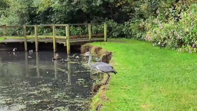 A grey Heron taking off from the river bank and flying down river in slow motion showing how they use there wings in flight.