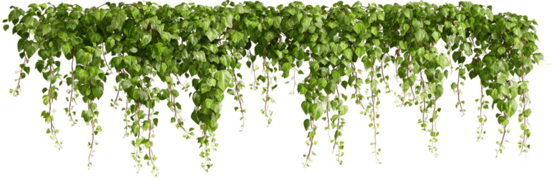 Lush greenery cascading in a curtain-like display